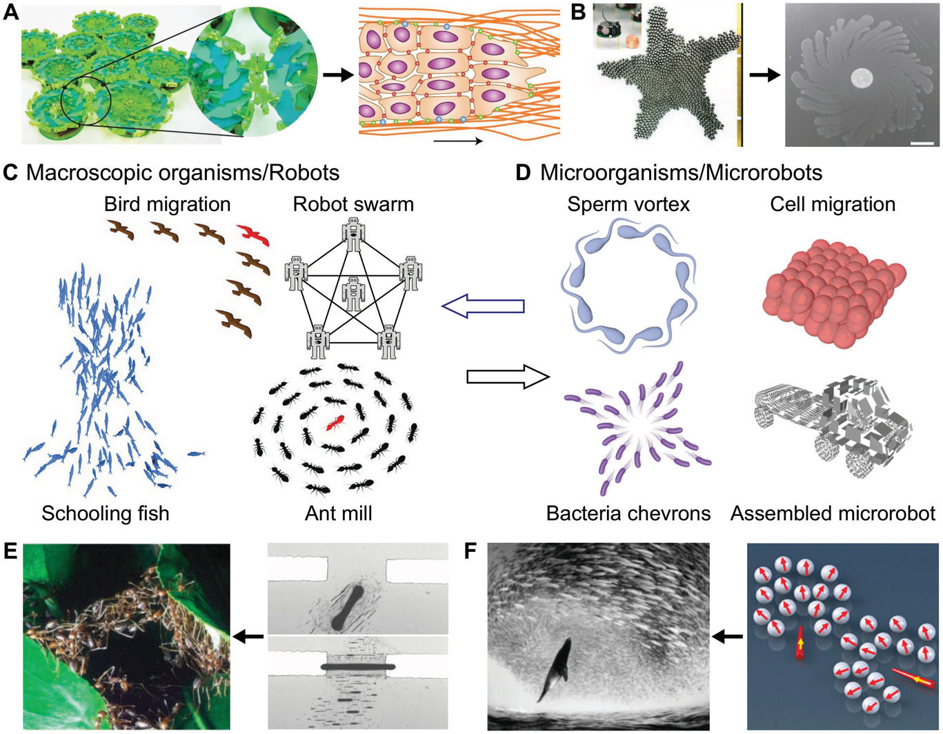 Collective Behaviors of Active Matter Learning from Natural Taxes ...